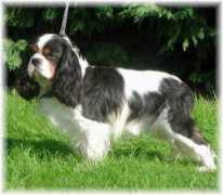 cavalierkingcharles.ch Fieffe