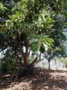 Fiela