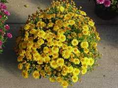 greenvalleygrowers.com Figari