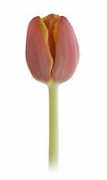 Figi