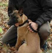 belgianmalinois.de Figor