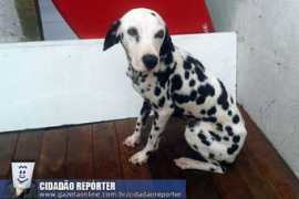 gazetaonline.globo.com Figuereido