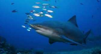bigblue.reblog.hu Fijin