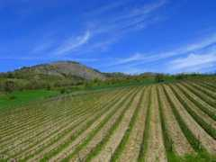 panoramio.com Filari