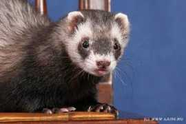 ferret.ru Filay