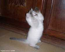 osgatos.com.br Filhote