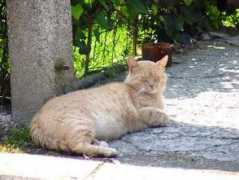 petbrazil.com.br Filibert