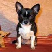 chihua-hua.narod.ru Filichi