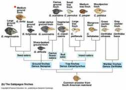 Finches