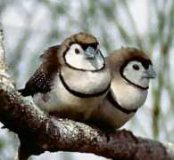 Finches