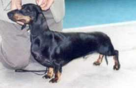 dachshund-land.ru Findor