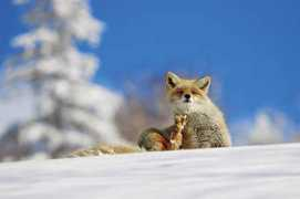 olympus.co.jp Fineday