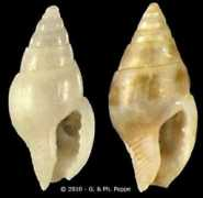gastropods.com Fineti