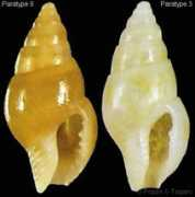gastropods.com Fineti