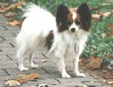 Finnette