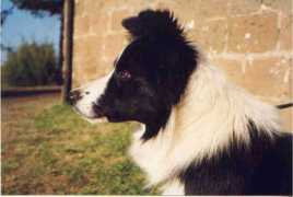 Finni