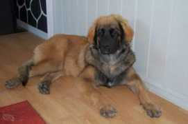 fivasleonberger.com Fionaa