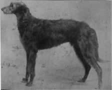deerhound.co.uk Fionah