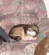 wiebelhuskyskleekai.com Fionas