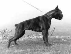 boxerweb.it Fionda