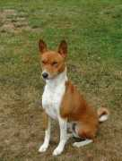 zandebasenjis.com Firbi