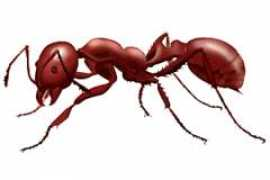 burgmanusa.com Fireant