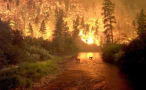 Fires
