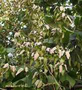 nature.jardin.free.fr Firmania