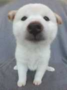 travelersfortravelers.com Fisanti