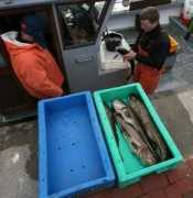 Fisch