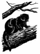 Fisher