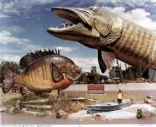 geh.org Fishi