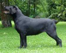 port.of.nessie.retriever.hu Fital