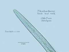 nematode.unl.edu Fithor