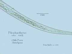 nematode.unl.edu Fithor