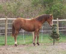 promisefarmandalusians.com Fitree
