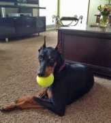 atlantadobermanrescue.com Fitzgerald