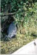 suncat.net Fivefive