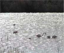 expertiseecologique.free.fr Flamant
