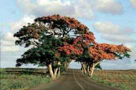 aboutmauritius.co.uk Flambo