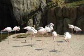 panoramio.com Flamencos