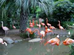 imagewa.com Flamengo