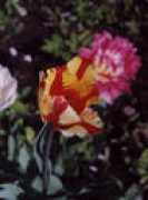 Flami