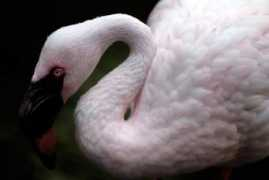 disneymike.com Flamingo