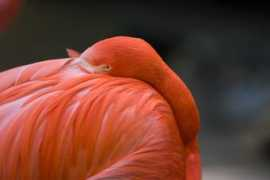 eecue.com Flamingo