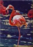 naturephotography.org.ua Flamingo
