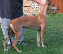 fc.greyhound.ru Flanna
