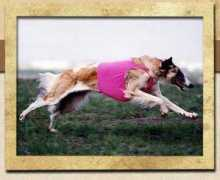 gryffynsaeyrieborzoi.com Flareon