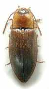 Flavea