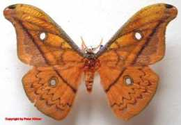 saturniidae-web.de Flavina
